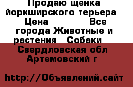 Продаю щенка йоркширского терьера  › Цена ­ 20 000 - Все города Животные и растения » Собаки   . Свердловская обл.,Артемовский г.